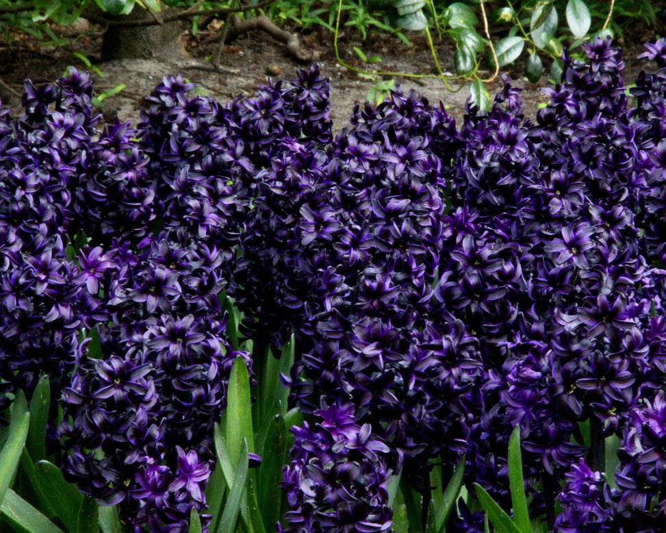 Hyacinth 'Dark Dimension'