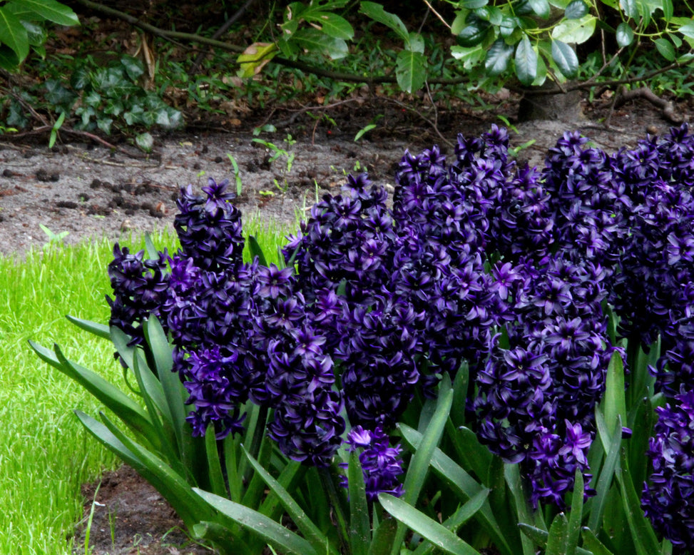 Hyacinth 'Dark Dimension'