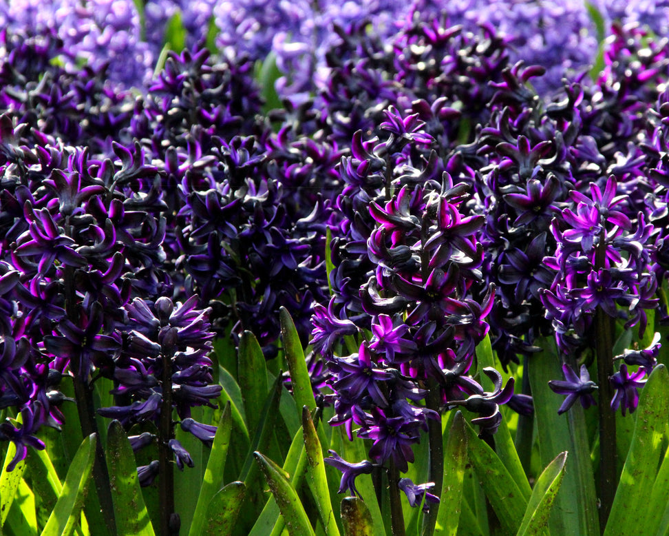 Hyacinth 'Dark Dimension'