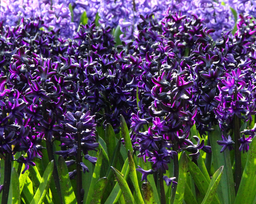 Hyacinth 'Dark Dimension'