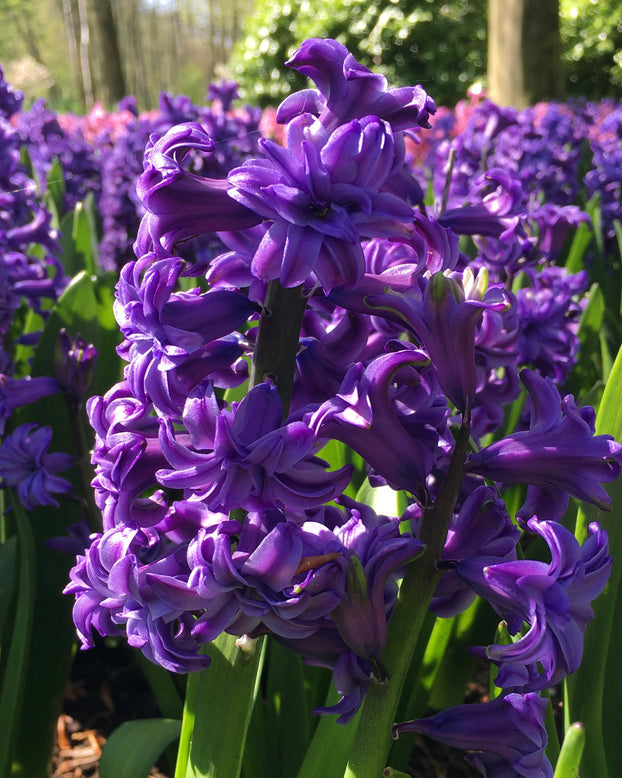 Hyacinth 'Lili Purple'