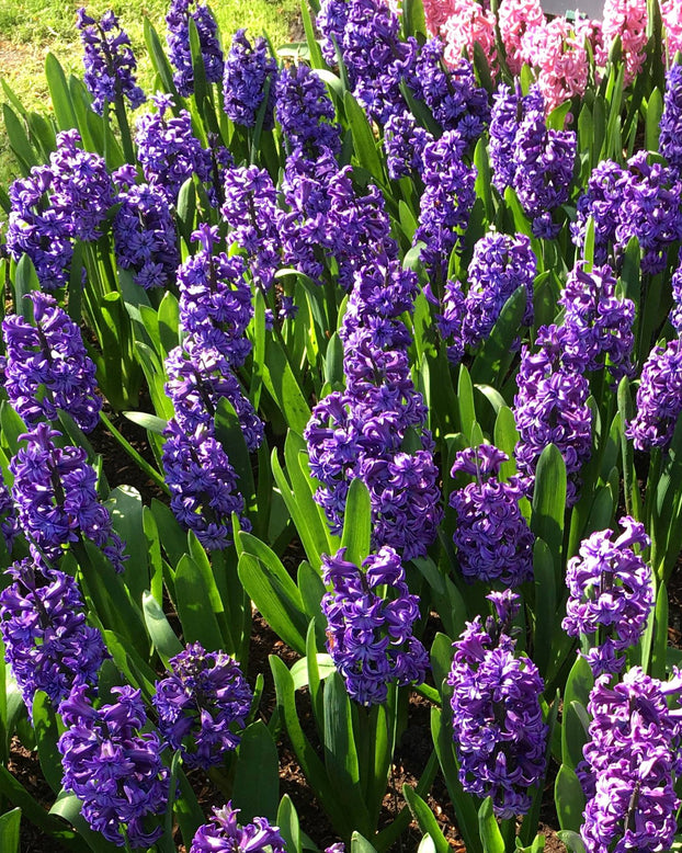 Hyacinth 'Lili Purple'