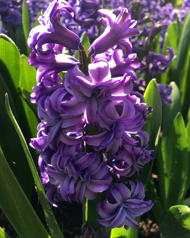 Hyacinth 'Lili Purple'
