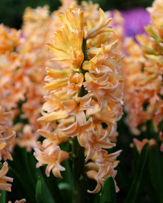 Hyacinth 'Gipsy Queen'