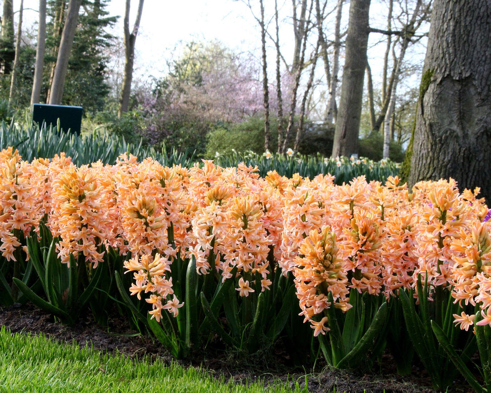 Hyacinth 'Gipsy Queen'