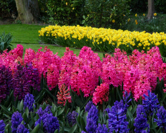Flower BulbsJan Bos Bulbs UK - 1