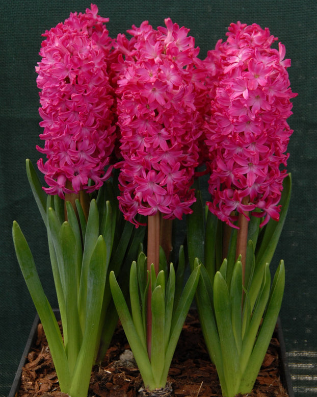 Flower BulbsJan Bos Bulbs UK - 3