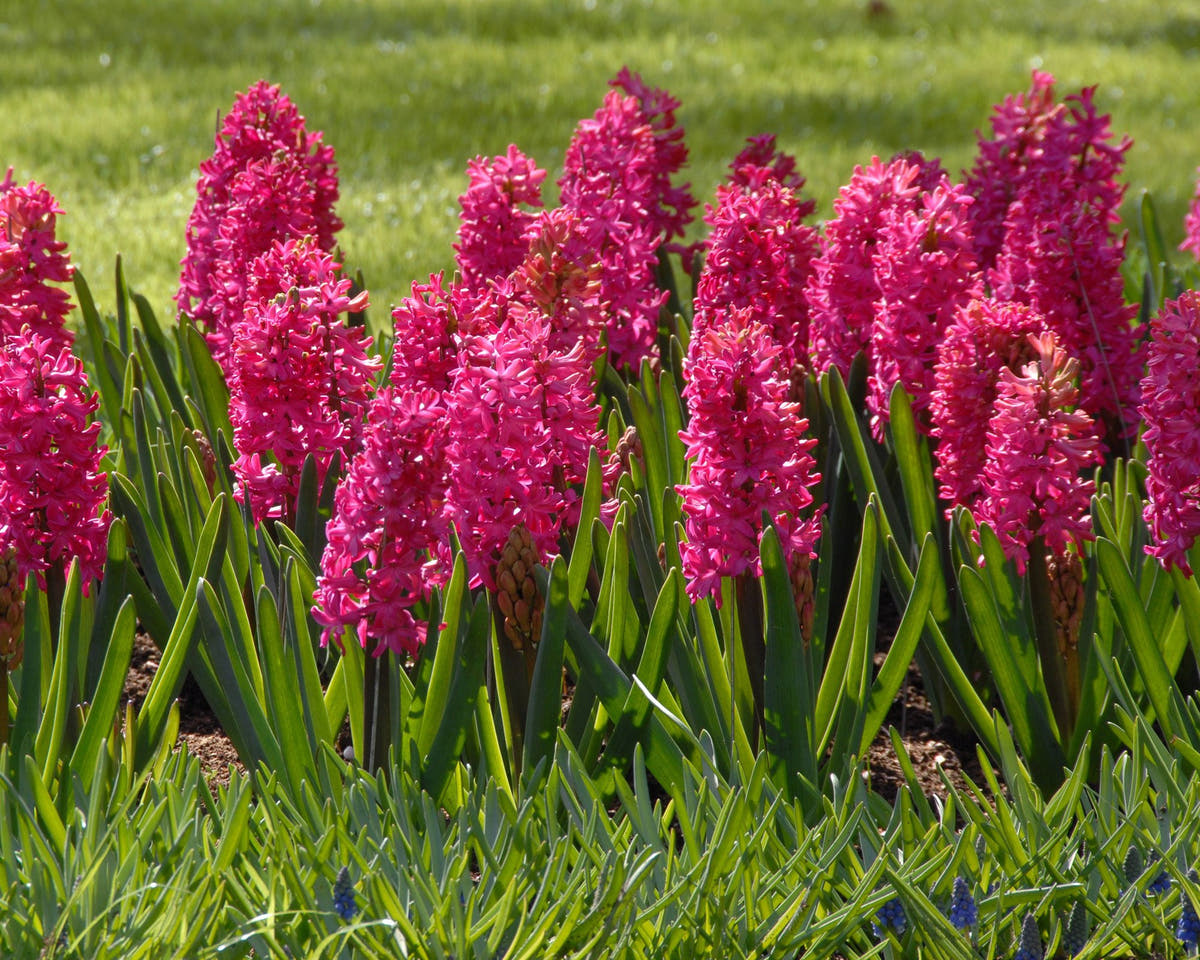 Flower BulbsJan Bos Bulbs UK - 2