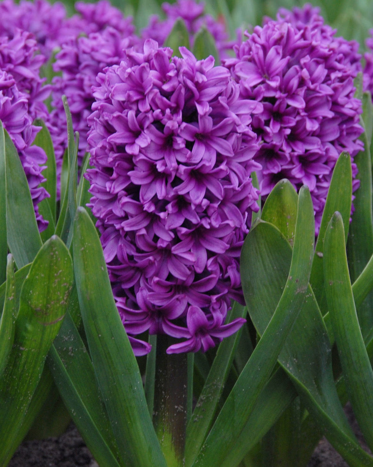 Flower BulbsMiss Saigon Bulbs UK - 1
