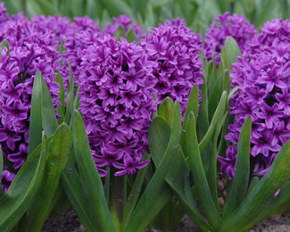 Flower BulbsMiss Saigon Bulbs UK - 1