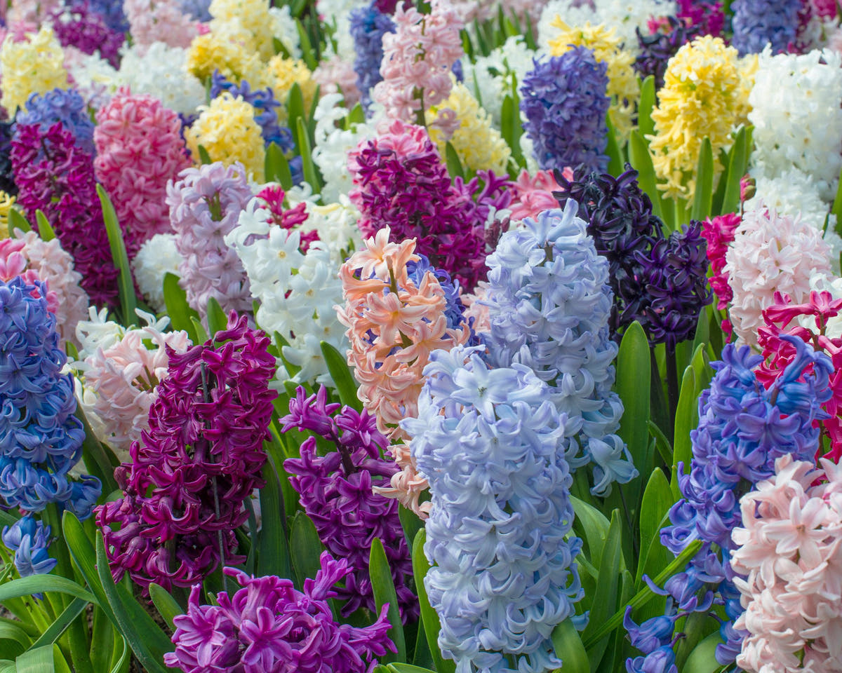 Flower BulbsHyacinths Mixed Colours Bulbs UK - 3