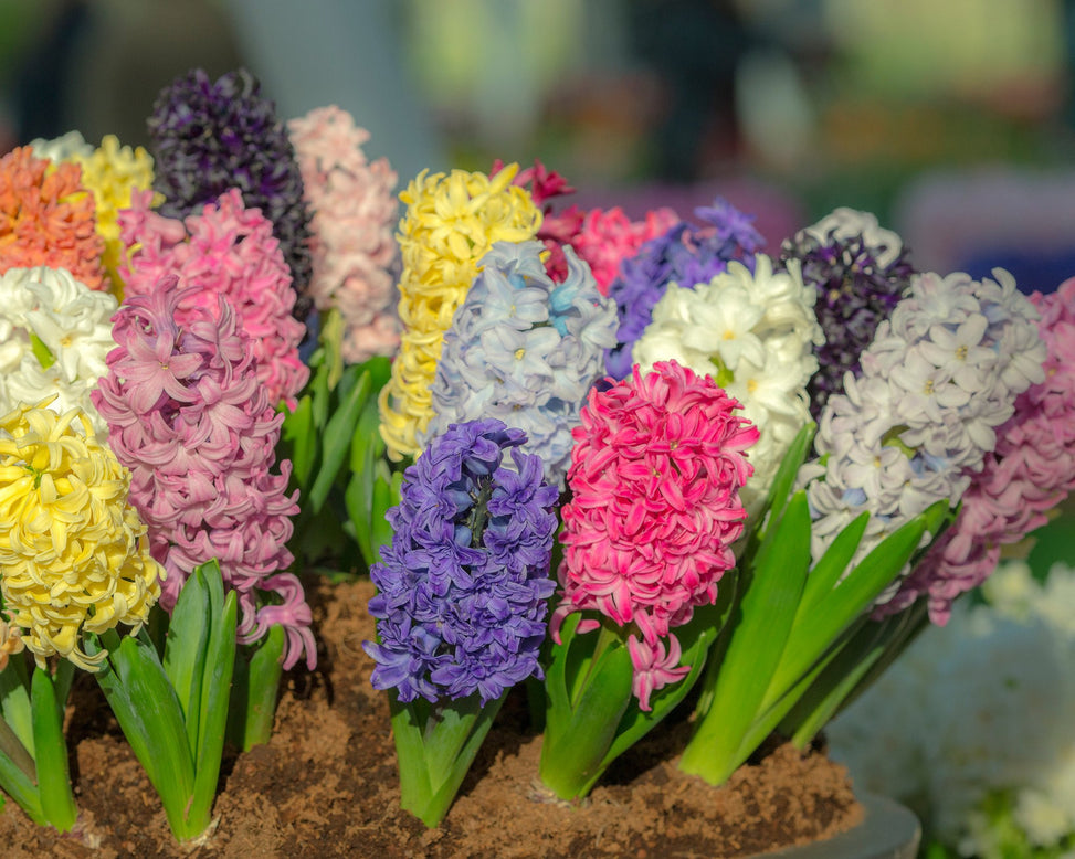 Flower BulbsHyacinths Mixed Colours Bulbs UK - 2