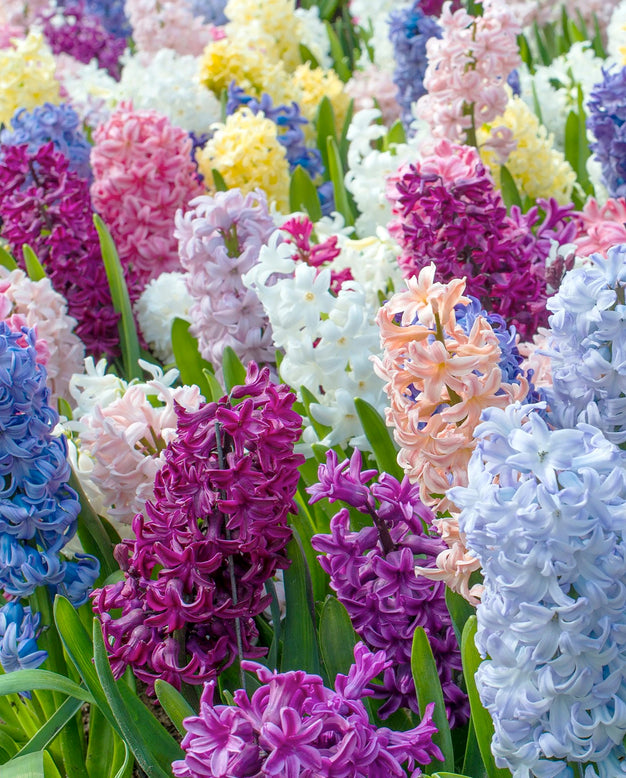 Hyacinth 'Mixed Colours'