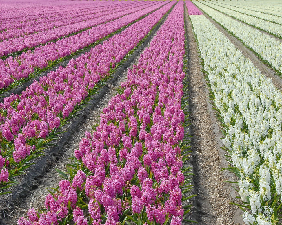 Flower BulbsPink Pearl Bulbs UK - 4