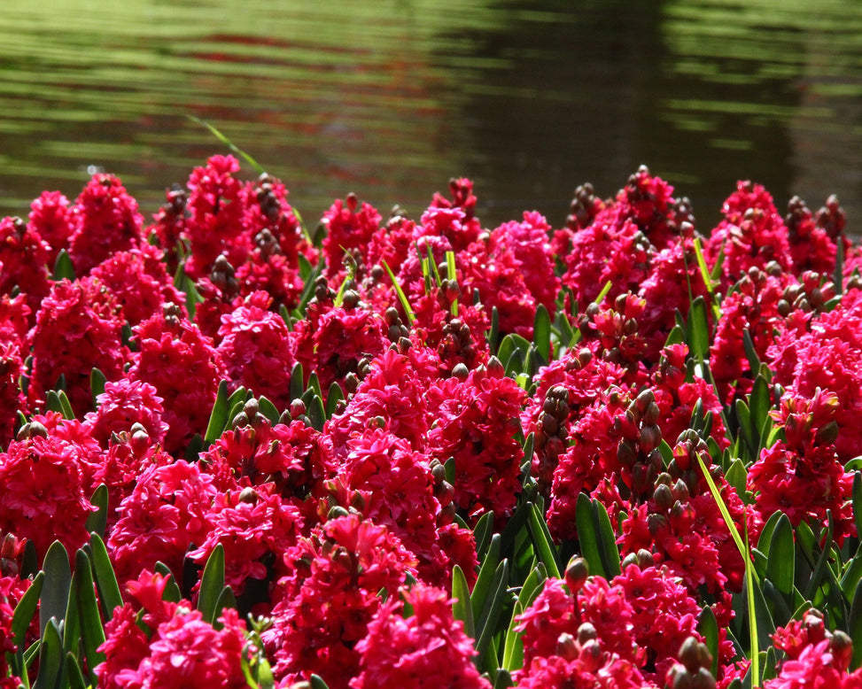 Hyacinth Hollyhock