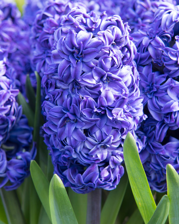 Hyacinth 'Royal Navy'