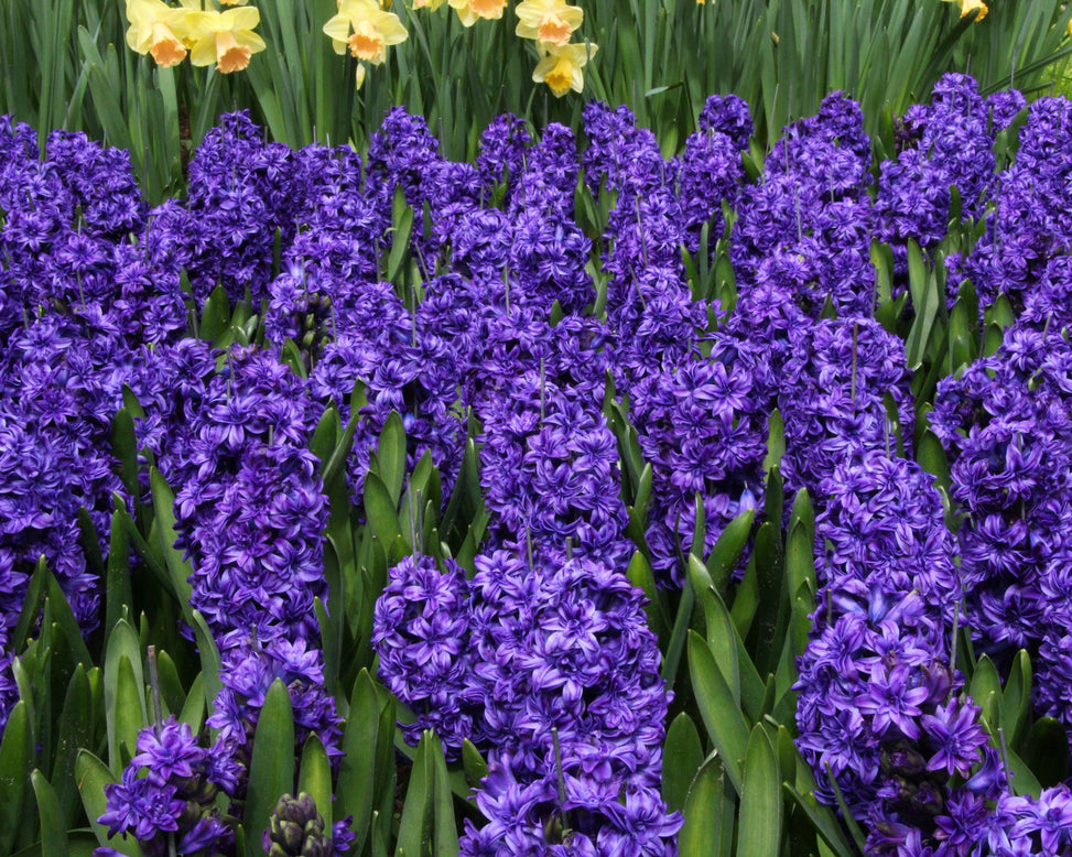 Hyacinth 'Royal Navy'