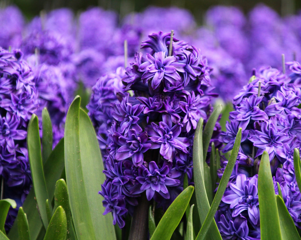 Hyacinth 'Royal Navy'