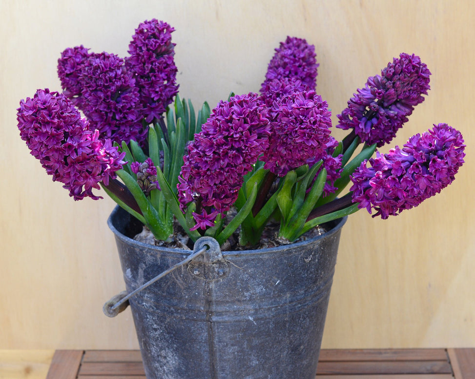 Flower BulbsWoodstock™ Bulbs UK - 4
