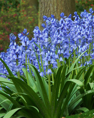 Hyacinthoides 'Excelsior'