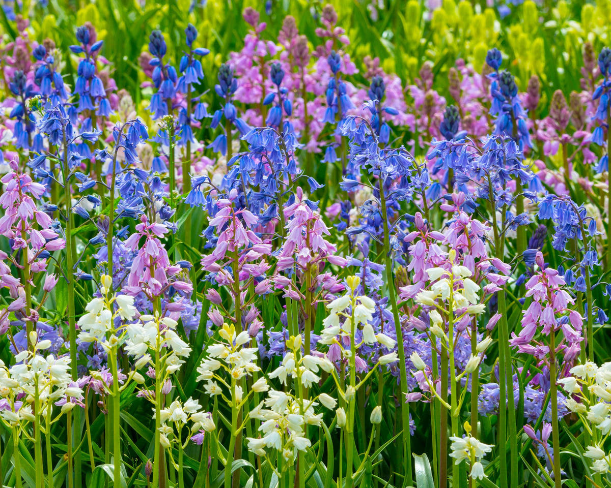 Flower Bulbshispanica Bulbs UK - 2
