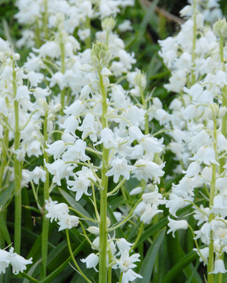 Hyacinthoides 'White City'