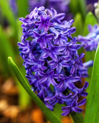 Hyacinth 'Peter Stuyvesant'