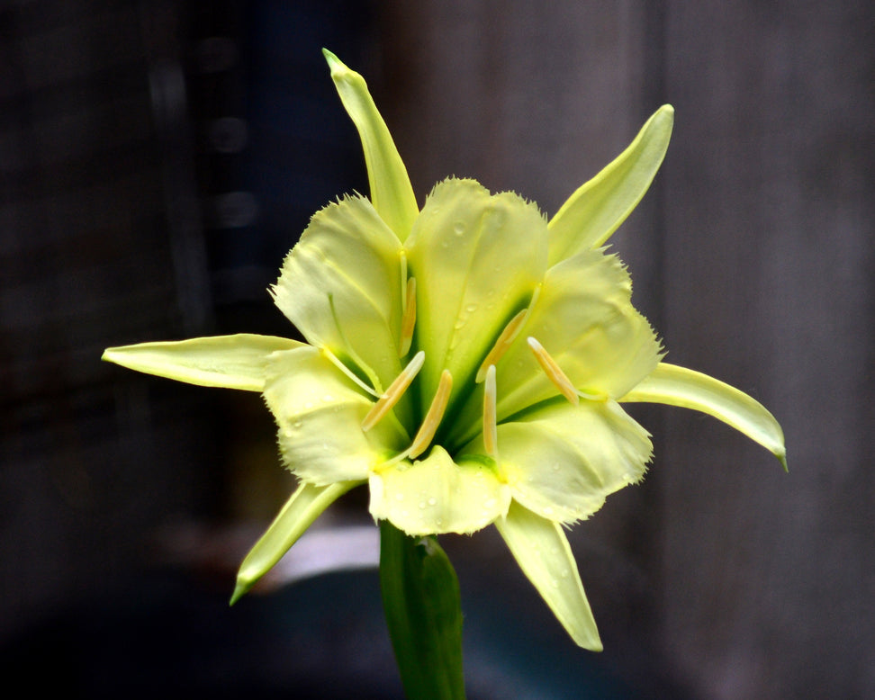 Hymenocallis 'Sulphur Queen'