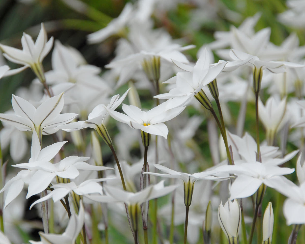 Flower BulbsAlberto Castillo (Starflower) Bulbs UK - 3
