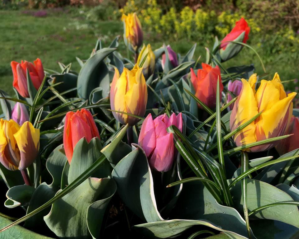 Tulip collection 'Irene's Heirloom'