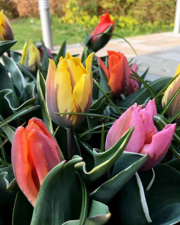 Tulip collection 'Irene's Heirloom'