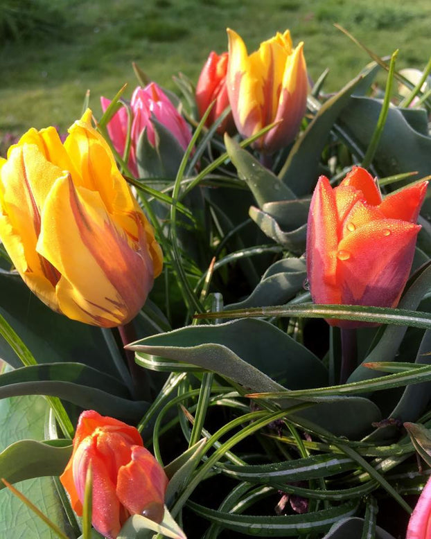 Tulip collection 'Irene's Heirloom'