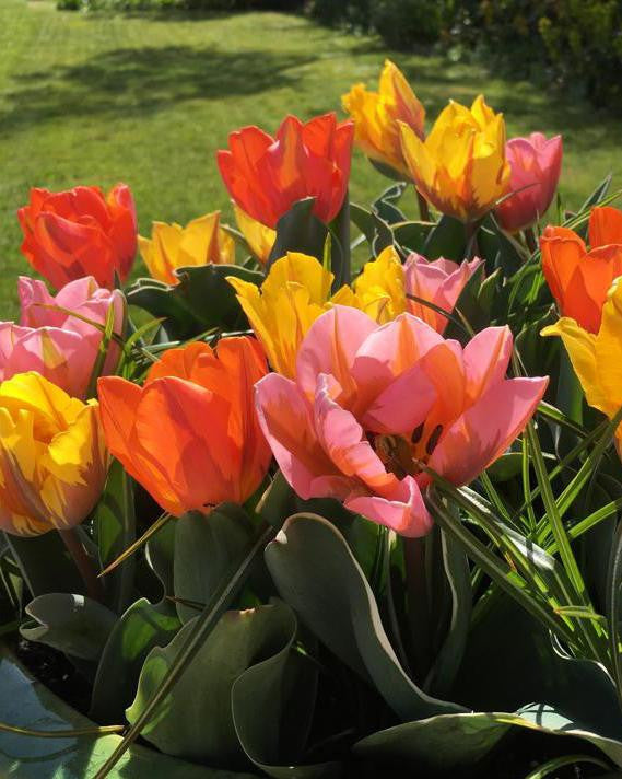 Tulip collection 'Irene's Heirloom'