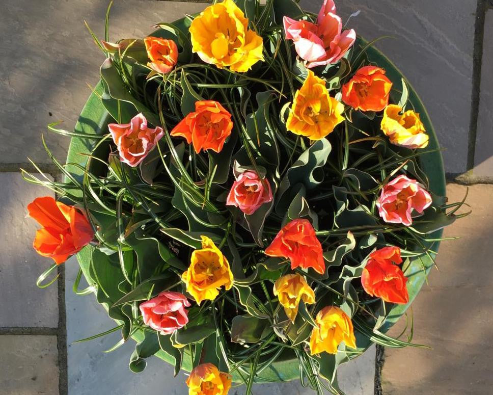 Tulip collection 'Irene's Heirloom'