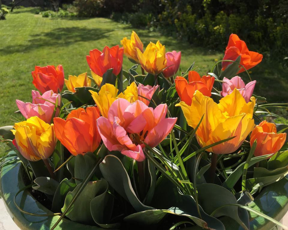 Tulip collection 'Irene's Heirloom'