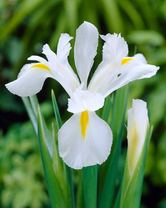 Dutch Iris 'Alaska'