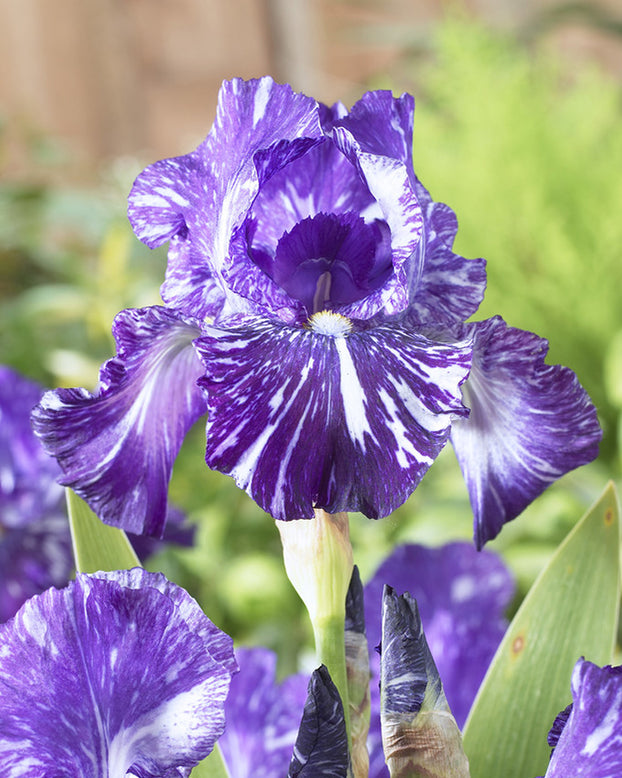 Bearded Iris 'Batik'