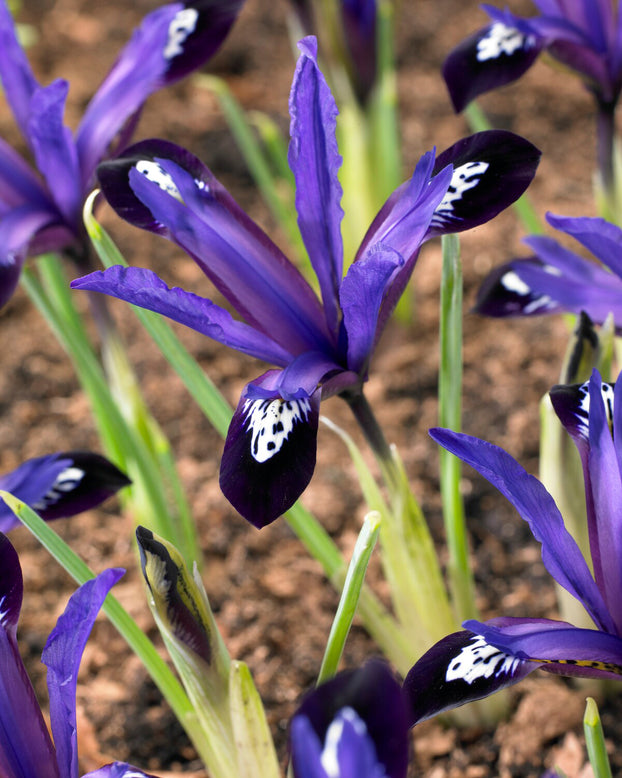 Iris 'Blue Note'
