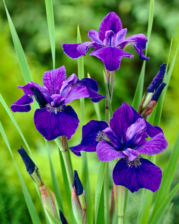 Iris 'Caesar's Brother'