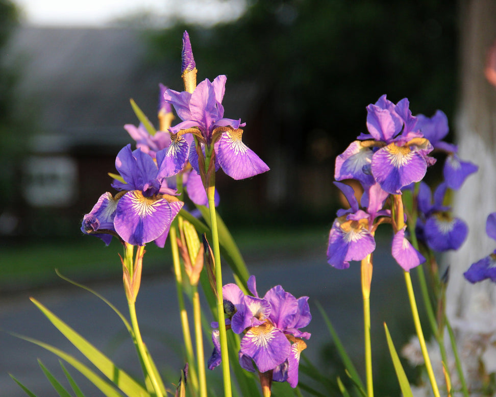 Iris 'Caesar's Brother'