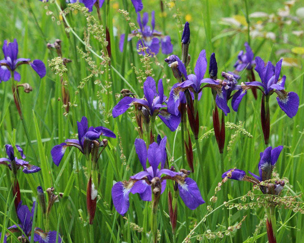 Iris 'Caesar's Brother'