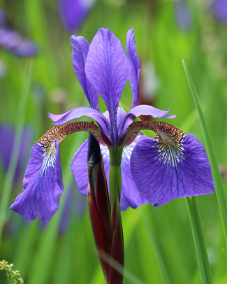 Iris 'Caesar's Brother'