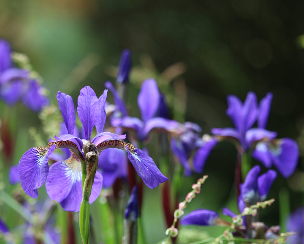 Iris 'Caesar's Brother'