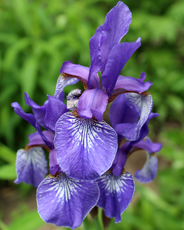 Iris 'Caesar's Brother'