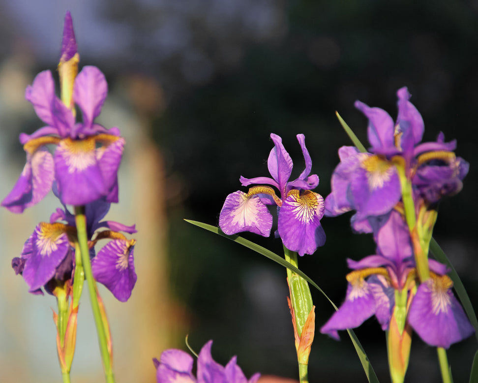 Iris 'Caesar's Brother'