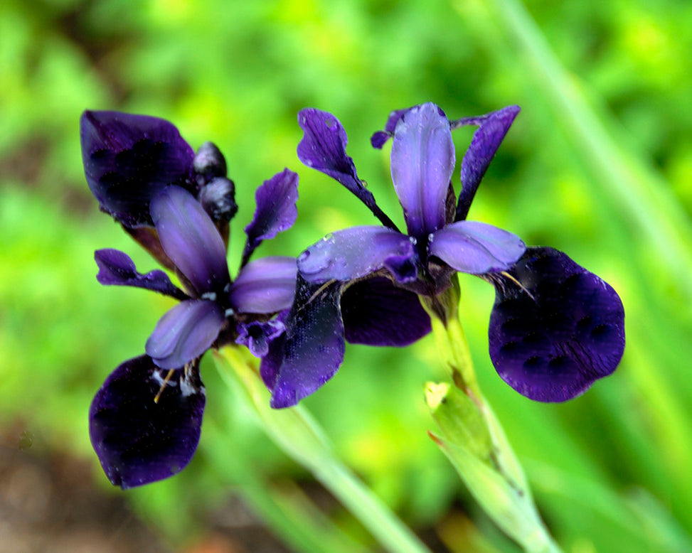 Iris 'Just Around Midnight'