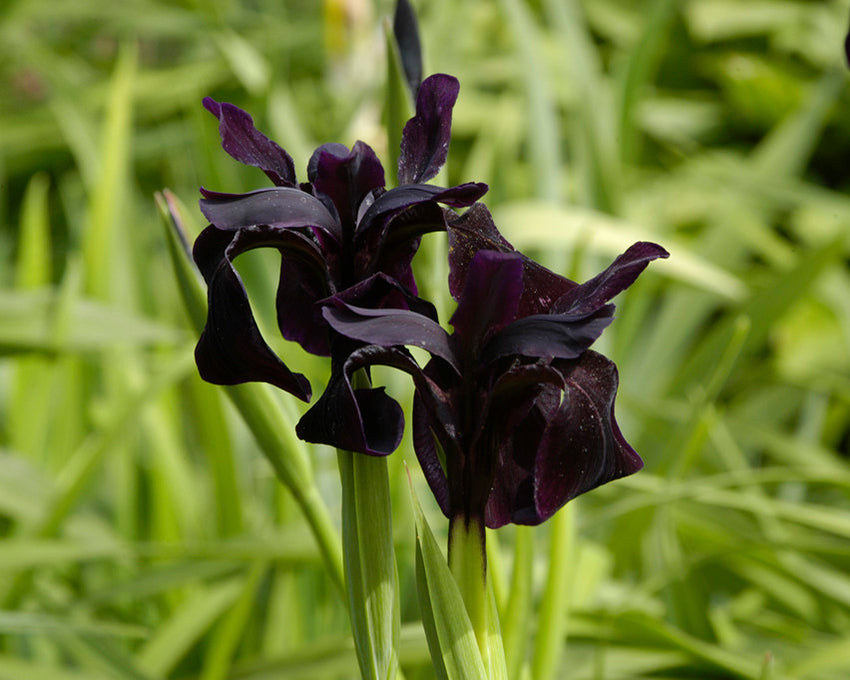 Iris Chrysographes Just Around Midnight Bare Roots — Buy Black Iris 