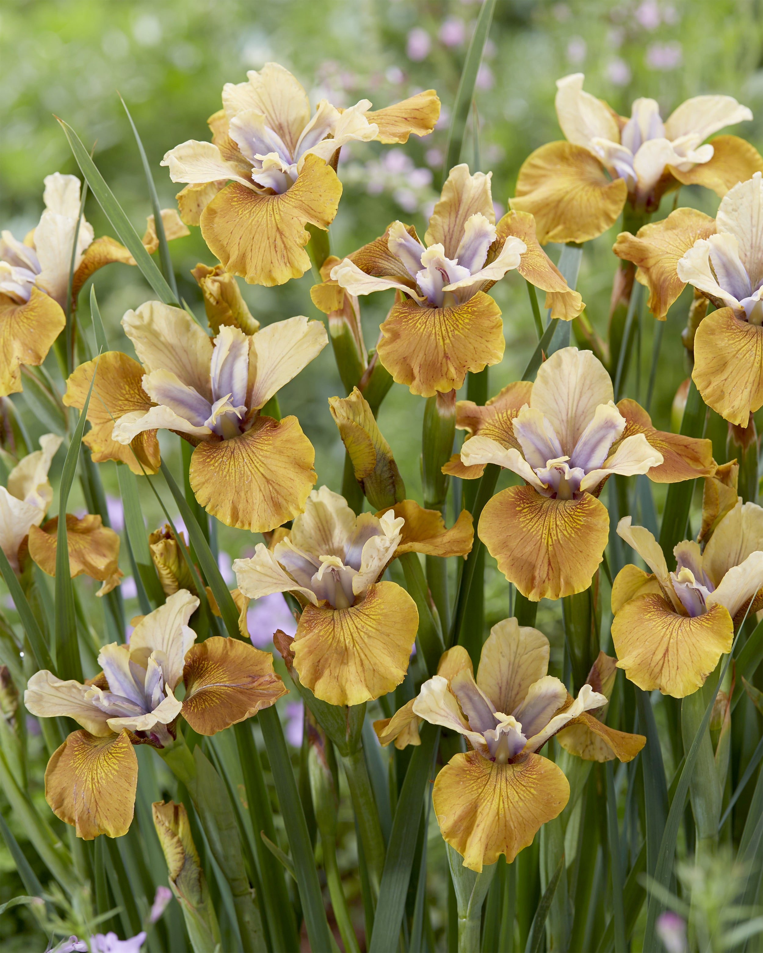 Iris sibirica 'Colonel Mustard' bare roots — Buy copper Siberian iris ...