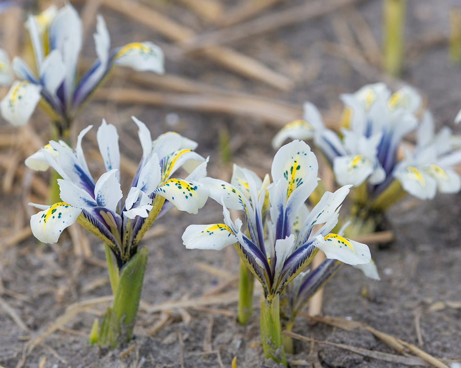 Iris 'Eye Catcher'