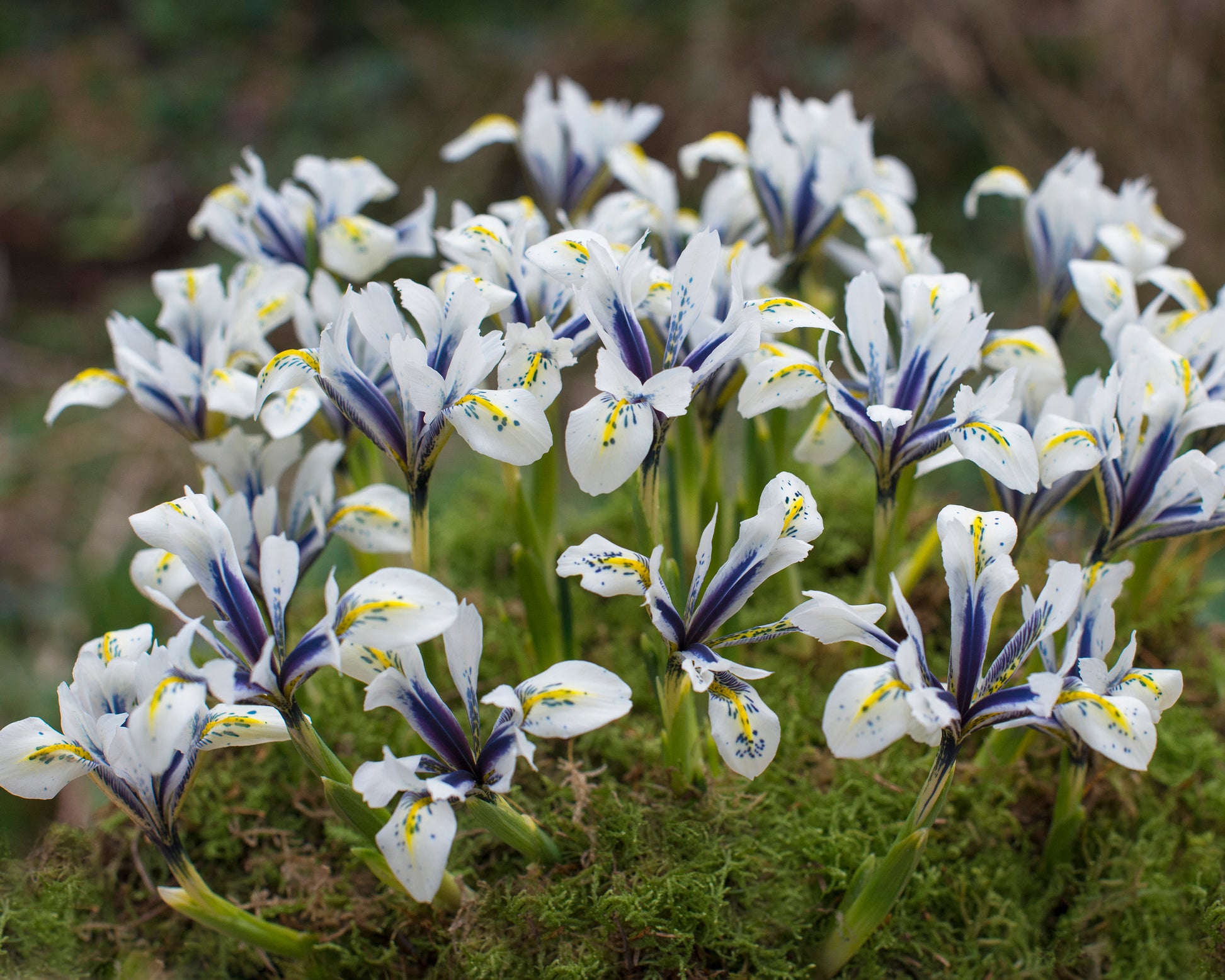Iris 'Eye Catcher' bulbs — Buy dwarf irises online at Farmer Gracy UK